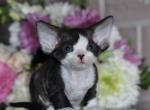 Sandra - Devon Rex Cat For Sale - Norwalk&comma; CT&comma; US