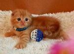 Baby girl Paganini flame orange red scottish fold - Scottish Fold Kitten For Sale - Los Angeles&comma; CA&comma; US