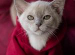 Stuart - Burmese Cat For Sale - Miami&comma; FL&comma; US
