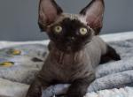 Patrick - Devon Rex Cat For Sale - Norwalk&comma; CT&comma; US