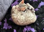 Nala Aka Alita - Bengal Cat For Sale - Oklahoma City&comma; OK&comma; US