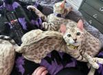 Simba aka Journee - Bengal Cat For Sale - Oklahoma City&comma; OK&comma; US