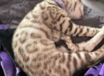 Avery aka Prim - Bengal Cat For Sale - Oklahoma City&comma; OK&comma; US