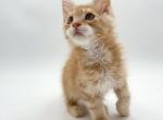 Ferb - Maine Coon Cat For Sale - Hollywood&comma; FL&comma; US