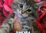 Amora Valentine's Love Litter - Maine Coon Cat For Sale - Kingman&comma; AZ&comma; US