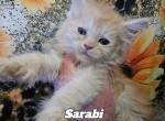 Sarabi Mufasa Litter - Maine Coon Cat For Sale - Kingman&comma; AZ&comma; US