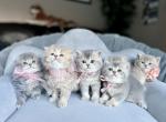 Third litter - Scottish Fold Cat For Sale - Kent&comma; WA&comma; US
