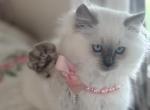 Cheddarfluff - Ragdoll Cat For Sale - Front Royal&comma; VA&comma; US