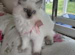 Ragdoll kittens litter ad - Ragdoll Cat For Sale - Front Royal&comma; VA&comma; US
