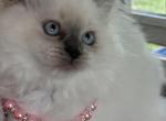 Ragdoll Kittens avail now - Ragdoll Cat For Sale - Front Royal&comma; VA&comma; US