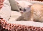EUROLINES RED SILVER SHADED MALE MAINE COON KITTEN - Maine Coon Cat For Sale - Union City&comma; MI&comma; US