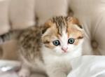 W R E N - Scottish Fold Cat For Sale - Fontana&comma; CA&comma; US