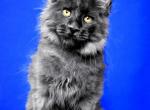 Quiero - Maine Coon Cat For Sale - Grayslake&comma; IL&comma; US