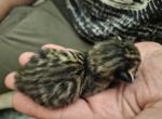 Bengals - Bengal Cat For Sale - MI&comma; US