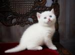 Xavier - Scottish Straight Cat For Sale - North Richland Hills&comma; TX&comma; US