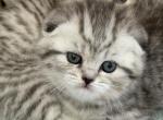 Xia Scottish Fold Silver spotted girl - Scottish Fold Cat For Sale - Odessa&comma; FL&comma; US