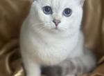 Nelson - British Shorthair Cat For Sale - Rockford&comma; IL&comma; US