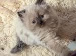 Sweet adorable CFA Registered Seal Point Torte Him - Himalayan Cat For Sale - Perry&comma; FL&comma; US