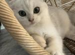Missy - Scottish Fold Cat For Sale - Richmond&comma; TX&comma; US