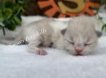Bella - Ragdoll Cat For Sale - Desloge&comma; MO&comma; US
