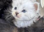 Wolfe - Maine Coon Cat For Sale - Saugerties&comma; NY&comma; US