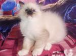 Remi - Ragdoll Cat For Sale - VA&comma; US