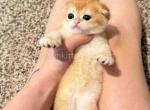 HTX Andrea golden shell scottish fold baby girl - Scottish Fold Cat For Sale - TX&comma; US