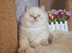 Irwin - British Shorthair Cat For Sale - Pembroke Pines&comma; FL&comma; US