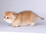 Mini boy golden ScottishKilt munchkin fold - Munchkin Kitten For Sale - CA&comma; US