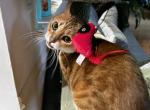 Amelia - Bengal Cat For Sale/Retired Breeding - Glenview&comma; IL&comma; US