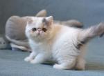 Nana - Exotic Cat For Sale - Pembroke Pines&comma; FL&comma; US