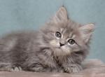 Lavanda - Siberian Cat For Sale - Pembroke Pines&comma; FL&comma; US