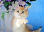 Richard - British Shorthair Cat For Sale - Pembroke Pines&comma; FL&comma; US