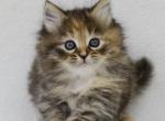 Raduga - Siberian Cat For Sale - Pembroke Pines&comma; FL&comma; US