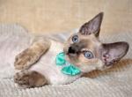 Princess - Devon Rex Cat For Sale - Norwalk&comma; CT&comma; US