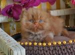 Danis - British Shorthair Cat For Sale - Pembroke Pines&comma; FL&comma; US