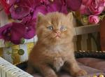 Lana - British Shorthair Cat For Sale - Pembroke Pines&comma; FL&comma; US