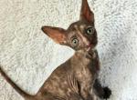 Lacey - Cornish Rex Cat For Sale - Miami&comma; FL&comma; US