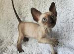 Lila - Cornish Rex Cat For Sale - Miami&comma; FL&comma; US