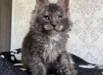 Yeseniy - Maine Coon Cat For Sale - Miami&comma; FL&comma; US