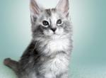 Emochka - Maine Coon Cat For Sale - Miami&comma; FL&comma; US