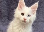 Maksik - Maine Coon Cat For Sale - Miami&comma; FL&comma; US