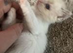 White collar Ragdoll kitten Kats ravishing ragdoll - Ragdoll Cat For Sale - Lancaster&comma; PA&comma; US