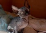 Nichka - Sphynx Cat For Sale - Pembroke Pines&comma; FL&comma; US