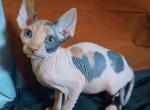 Lyalya - Sphynx Cat For Sale - Pembroke Pines&comma; FL&comma; US