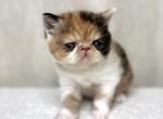 Cleodora - Exotic Cat For Sale - Roseville&comma; CA&comma; US