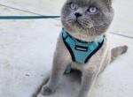 Lucas - Scottish Fold Cat For Sale/Retired Breeding - Sacramento&comma; CA&comma; US