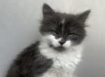 Bella - American Longhair Cat For Sale - West Springfield&comma; MA&comma; US