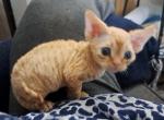 Stevie - Devon Rex Cat For Sale - Stanford&comma; MT&comma; US