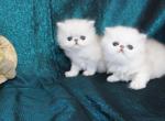 chinchilla silver - Persian Cat For Sale - Sacramento&comma; CA&comma; US